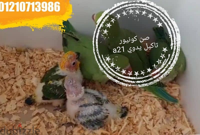 صن كونيور تاكيل يدوي a21 0