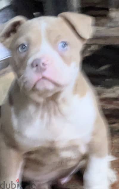 Puppy American Classic Bully