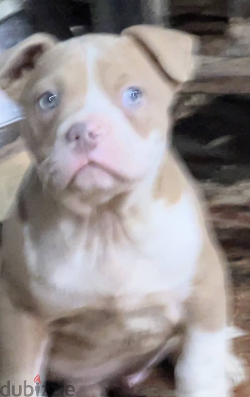 Puppy American Classic Bully 0