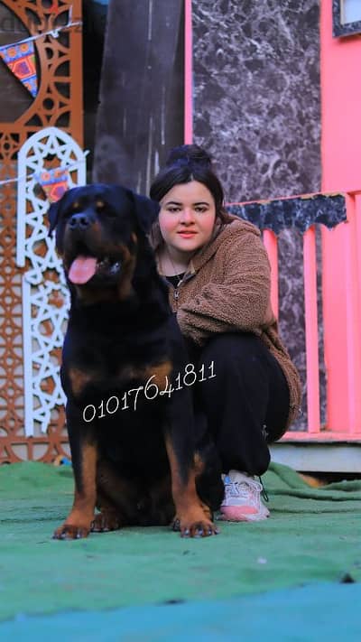 دكر روت ويلر للبيع Rottweiler male for sale