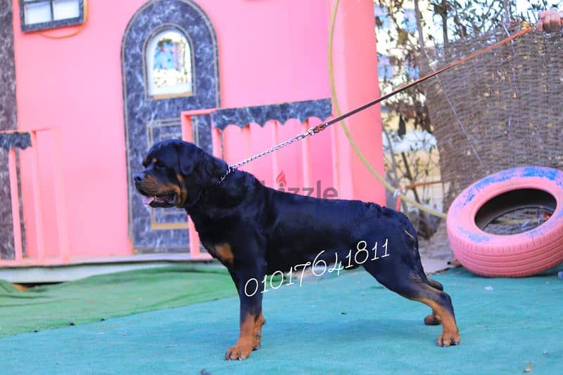 دكر روت ويلر للبيع Rottweiler male for sale 1