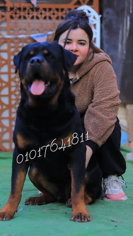 دكر روت ويلر للبيع Rottweiler male for sale 2