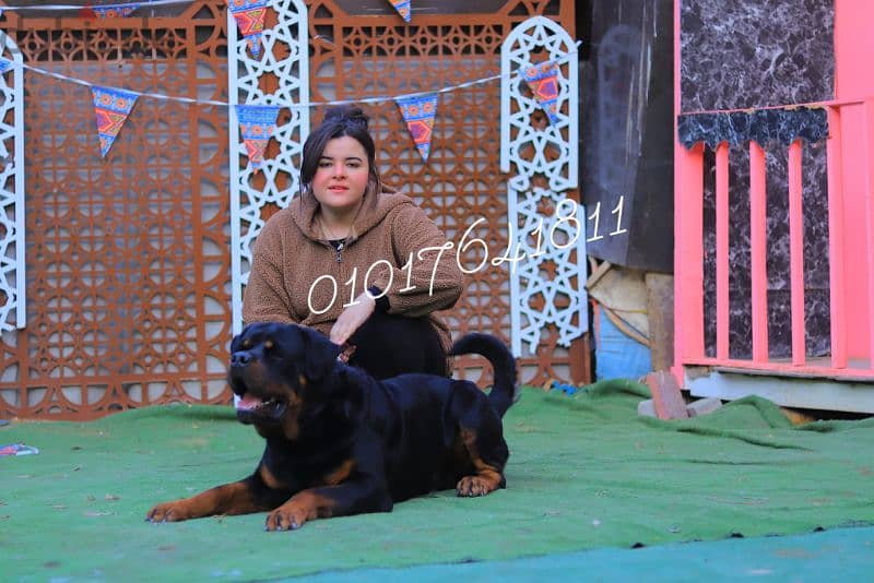 دكر روت ويلر للبيع Rottweiler male for sale 3