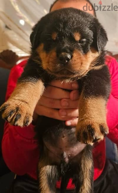 Rottweiller Puppies جراوي روتوايلر