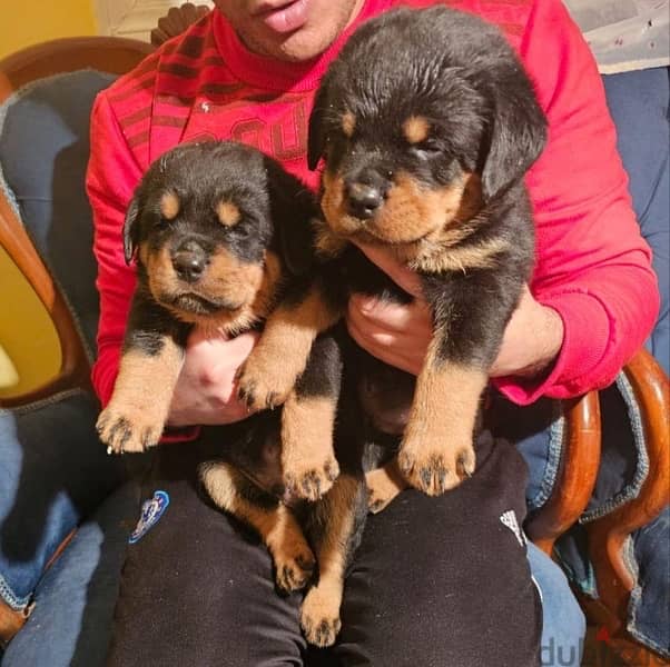 Rottweiller Puppies جراوي روتوايلر 1