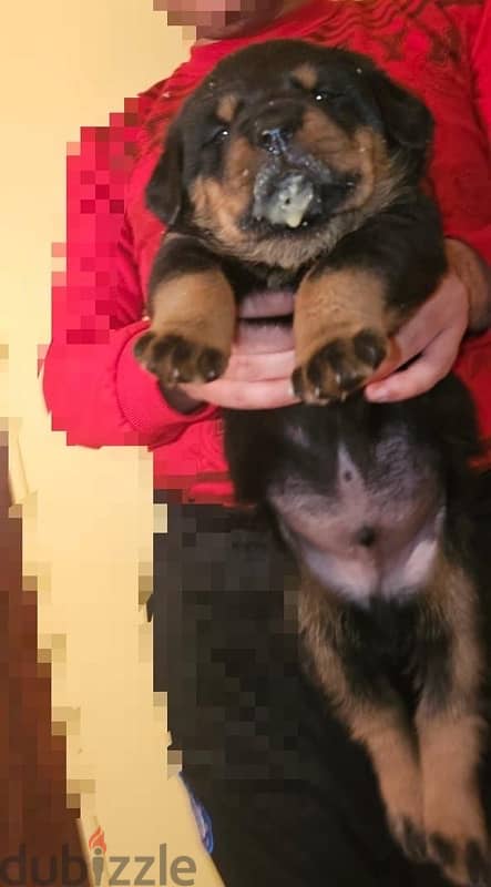 Rottweiller Puppies جراوي روتوايلر 2