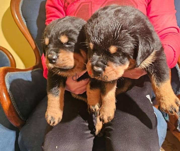 Rottweiller Puppies جراوي روتوايلر 4