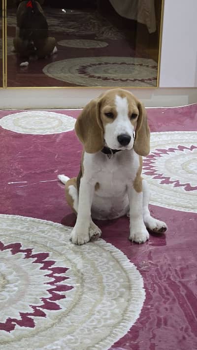 imported 6 months beagle female