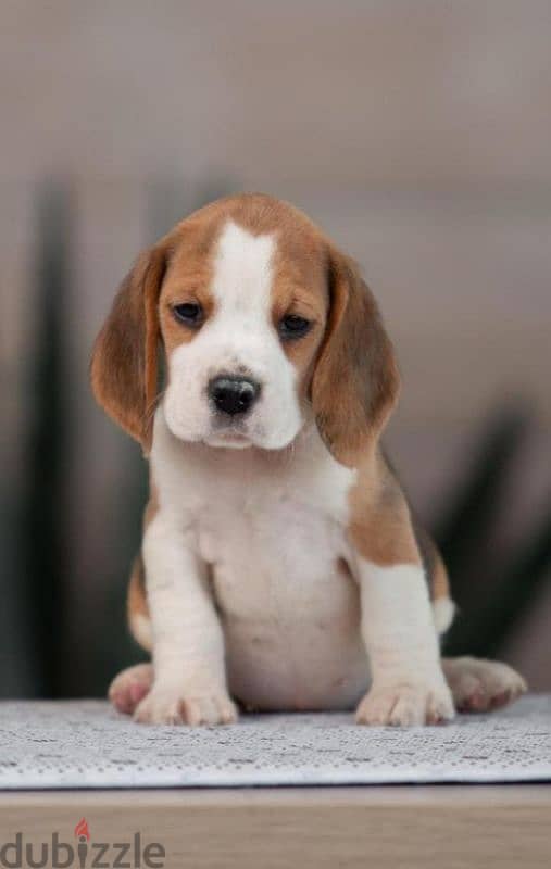 imported 6 months beagle female 1