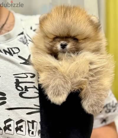 Mini Pomeranian puppy boy from Russia