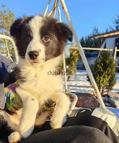 Border collie puppy boy from Russia