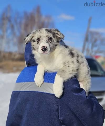 Border collie puppies boys from Russia