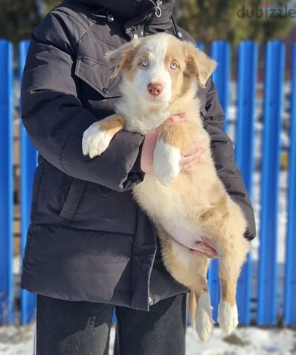 Border collie puppies boys from Russia 1