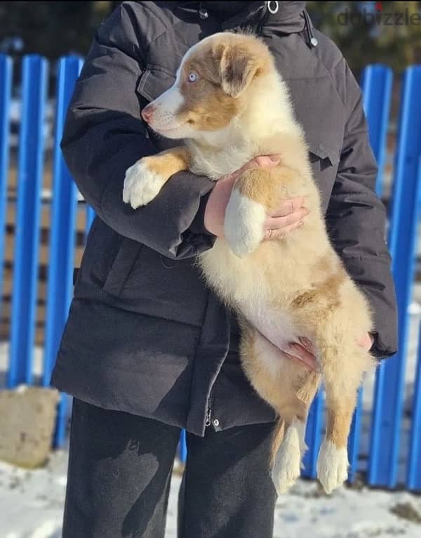 Border collie puppies boys from Russia 2