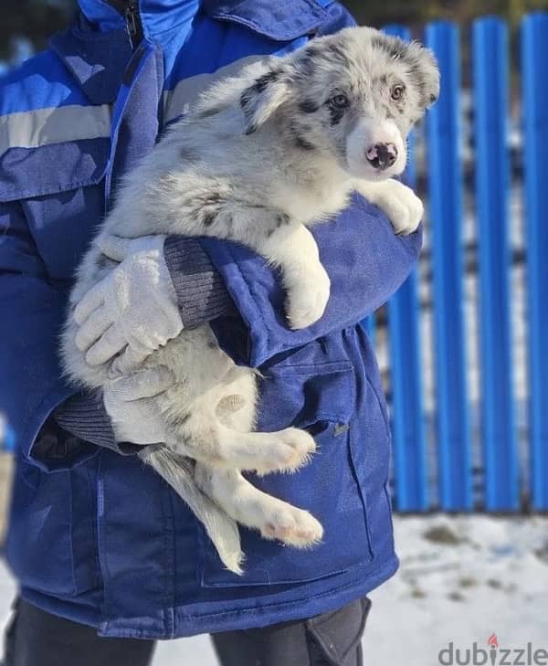 Border collie puppies boys from Russia 3