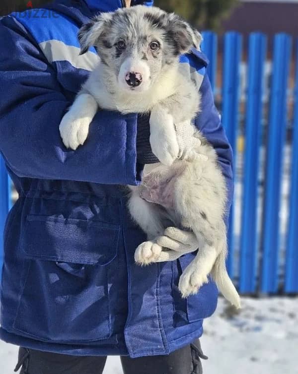 Border collie puppies boys from Russia 4