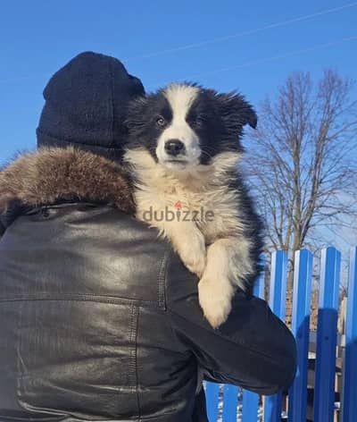 border collie boy from Russia