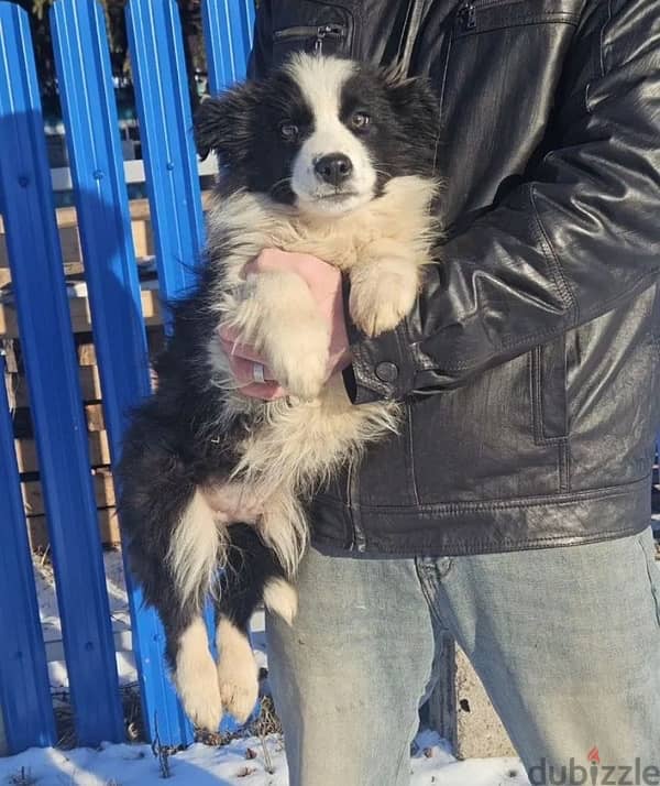 border collie boy from Russia 1