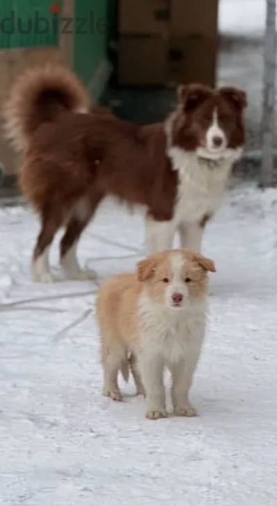 border collie puppy boy from Russia