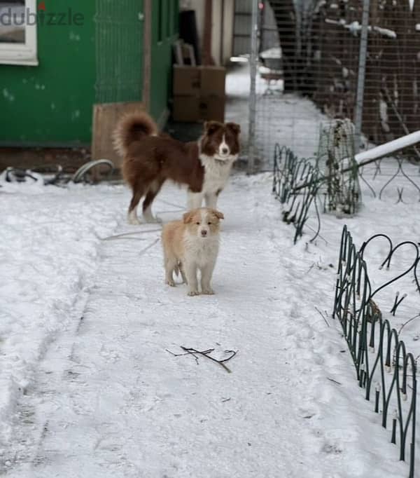 border collie puppy boy from Russia 1