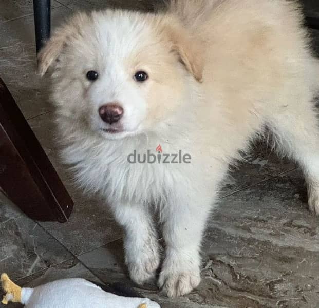 border collie puppy boy from Russia 2