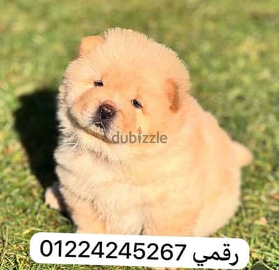 chow chow puppy