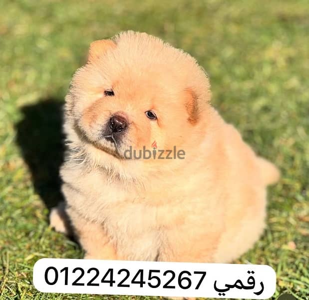 chow chow puppy 0