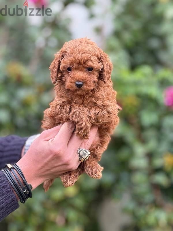 Red Toy Poodle Dog For Sale 0