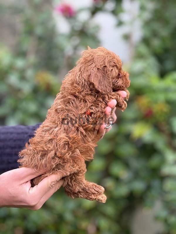 Red Toy Poodle Dog For Sale 1