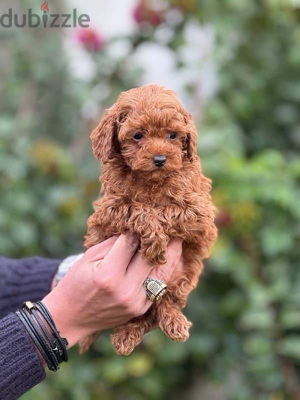 Red Toy Poodle Dog For Sale 2