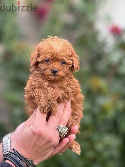 Poodle Dog Tiny Size For Sale