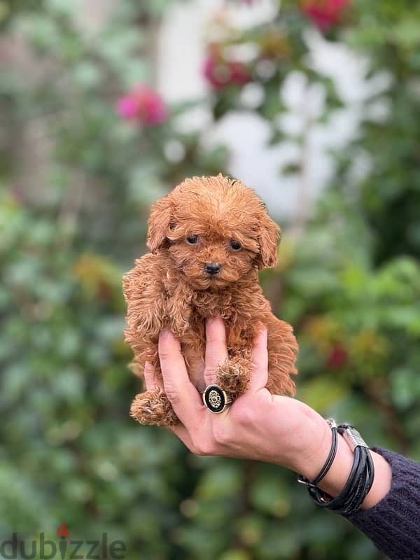 Poodle Dog Tiny Size For Sale 3