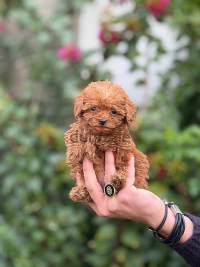 Poodle Dog Tiny Size For Sale