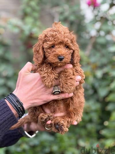 Toy Poodle Puppy For Sale Red Color