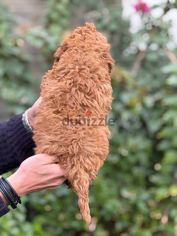 Toy Poodle Puppy For Sale Red Color 1