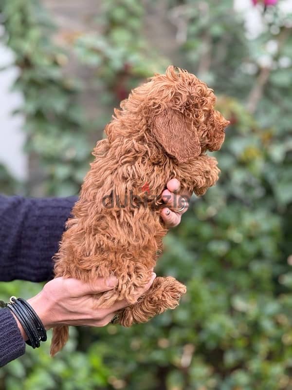 Toy Poodle Puppy For Sale Red Color 2