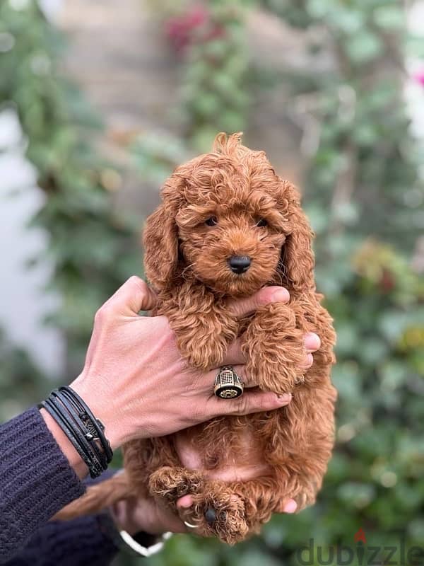 Toy Poodle Puppy For Sale Red Color 4