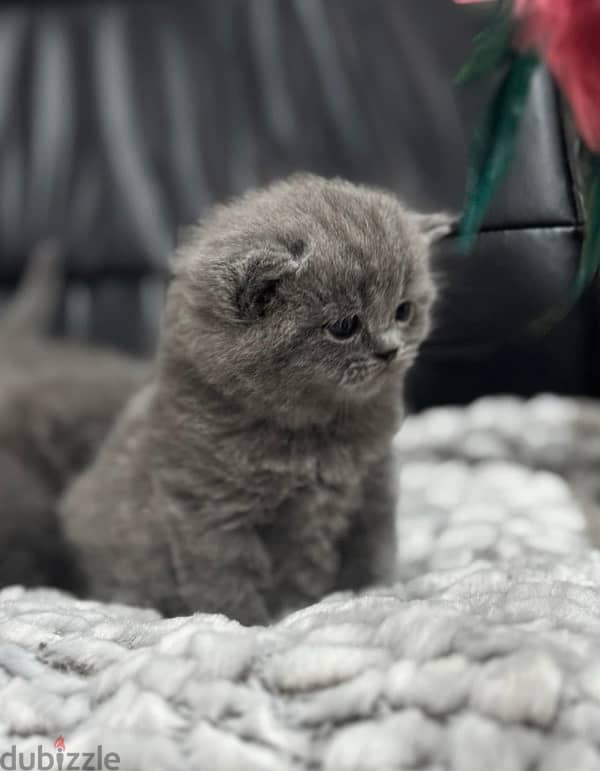 Pure Scottish Fold Kittens سكوتش فولد 2