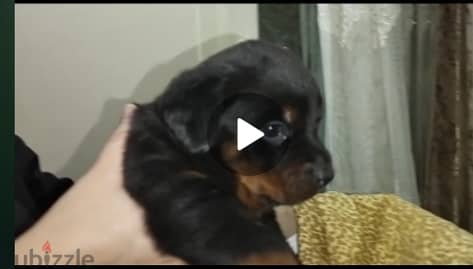 Rottweiler 1