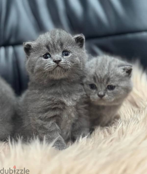 Pure Scottish Fold Kittens سكوتش فولد 3