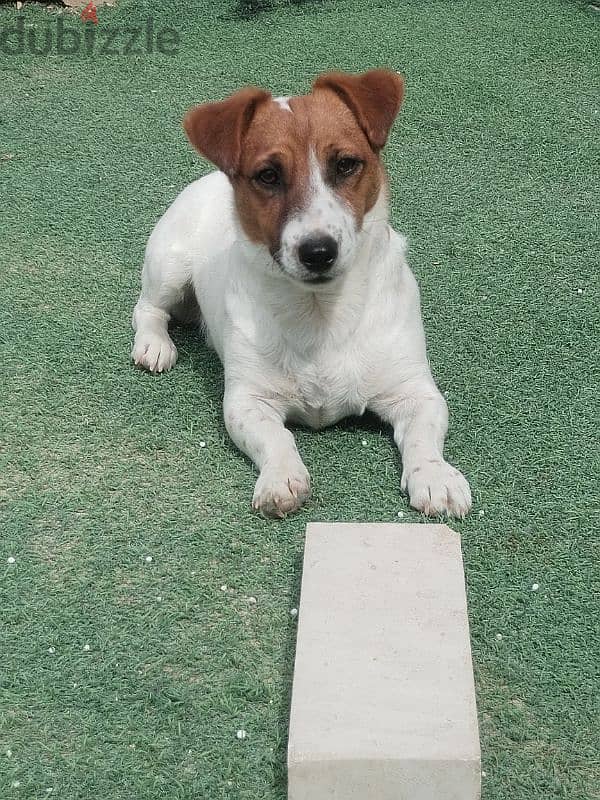 jack russel 0