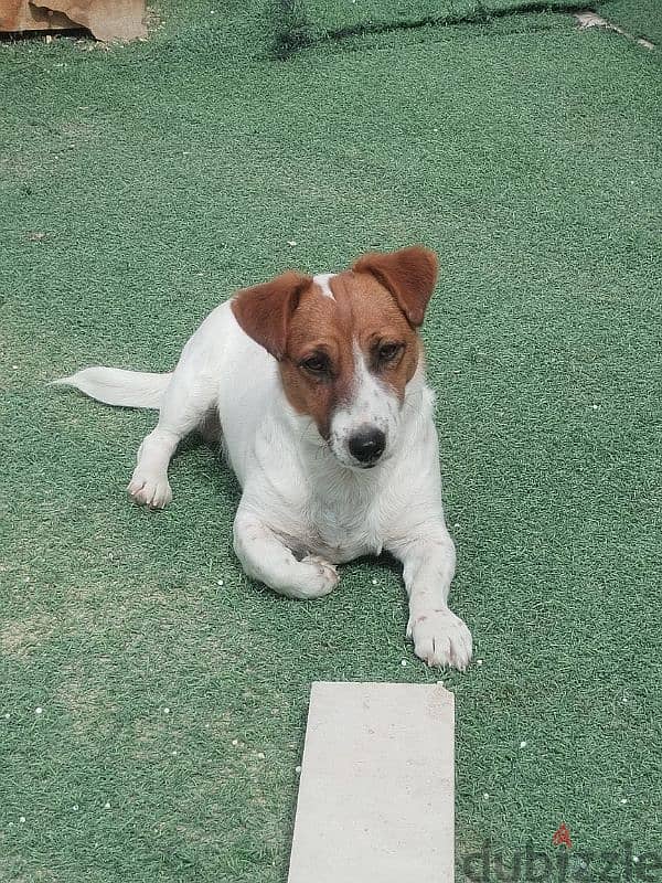 jack russel 1