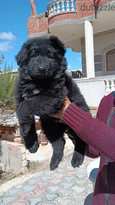 best female royal black puppy ever