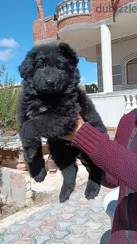 best female royal black puppy ever 0