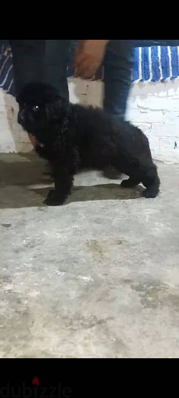 best female royal black puppy ever 3