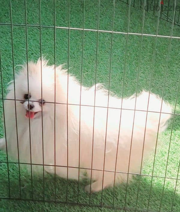 pomeranian بومرانيان 1