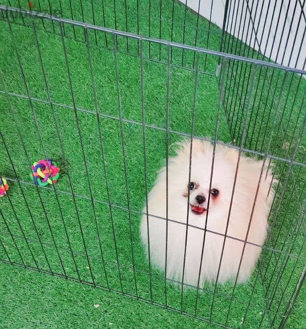 pomeranian بومرانيان 2