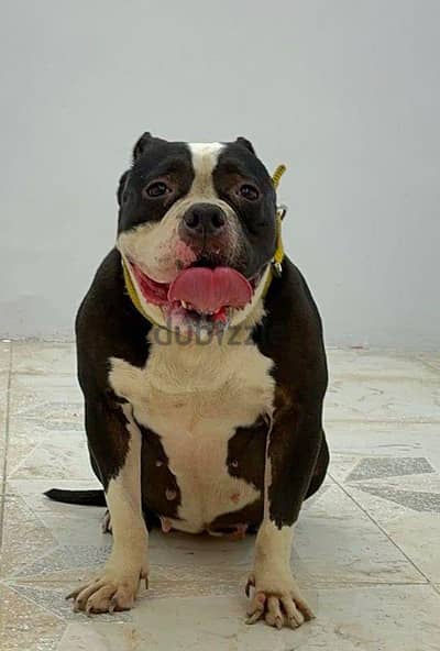 American bully classic female 2,7 y