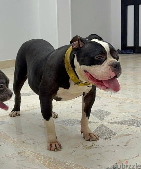 American bully classic female 2,7 y 1