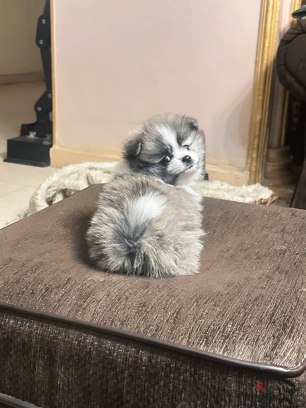 كلب بوميرينيان Pomeranian 2